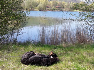 Landschaft mit Hund 