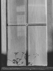 Old wooden window with flowers in a village. Black and white old, antique window. 