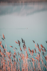 Seagull swimming on a lake surrounded by reeds. Amazing landspace with seagull, red reeds and blue lake. 