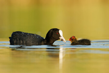 Eurasian coot (Fulica atra) with chicks youngster, called common coot, Australian coot, is a member...