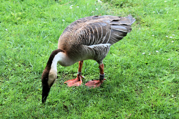 A Swan Goose on the Grass