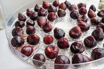Fig. Small purple berries are laid out on round grids of a dehydrator for drying. Browned,...