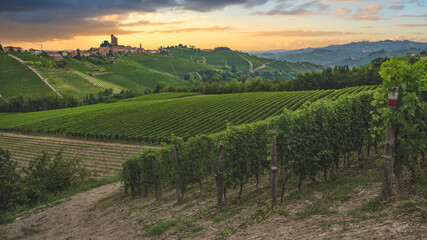 Fototapeta na wymiar Vineyards, near Alba, Langhe, Piedmont, Italy