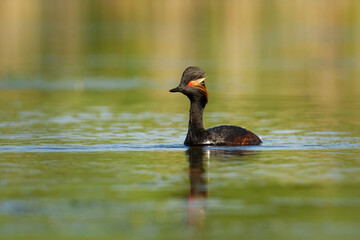 Eared Grebe - Podiceps nigricollis water bird swimming in the water in the red evening sunlight, member of the grebe family of water birds