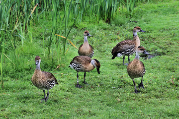 A view of a Whistling Duck on the grass