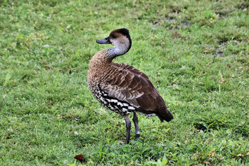A view of a Whistling Duck on the grass