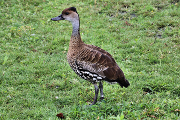 A view of a Whistling Duck on the grass