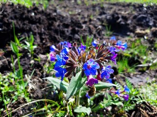 blue and purple