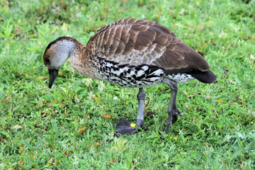 A view of a Whistling Duck on the grass