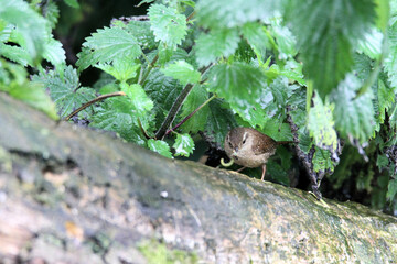 A Wren on a Tree