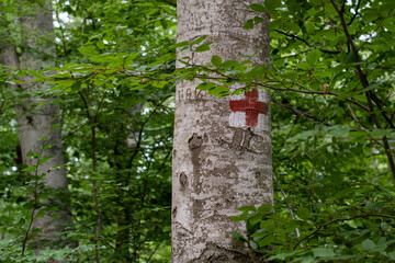 Hill climbing route symbol painted on a tree in forest