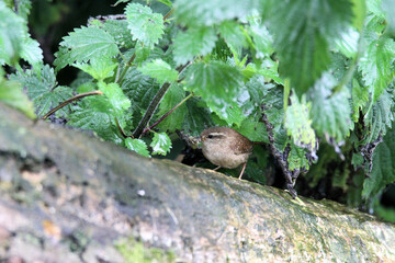 A Wren on a Tree