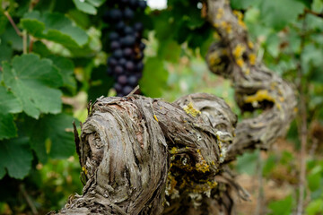 uva callet, viña des pou de Sa Carrera, Celler Mesquida-Mora, Porreres, Mallorca, balearic islands, Spain