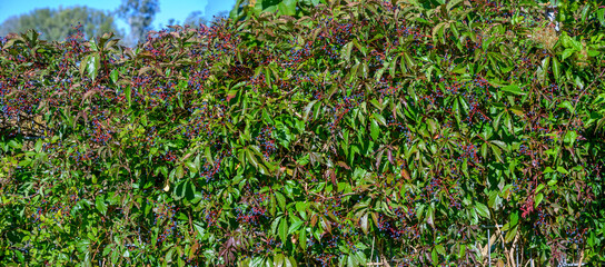 wall of climbing Virginia creeper with ripe fruits