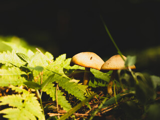 forest mushrooms in the rays of the autumn sun photo in the forest. mushrooms close-up