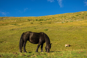 Fototapeta na wymiar caballos pastando, Linza, Parque natural de los Valles Occidentales, Huesca, cordillera de los pirineos, Spain, Europe