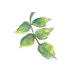 Fototapeta premium Hand drawn watercolor rose leaves