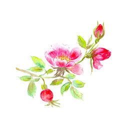 Hand drawn watercolor wild rose flower branch