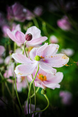 Pollinating Pink Flower