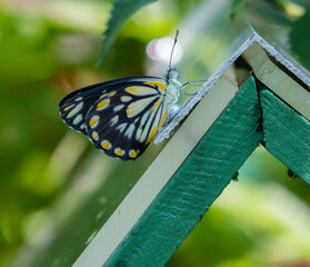 An Australian Orchard Butterfly