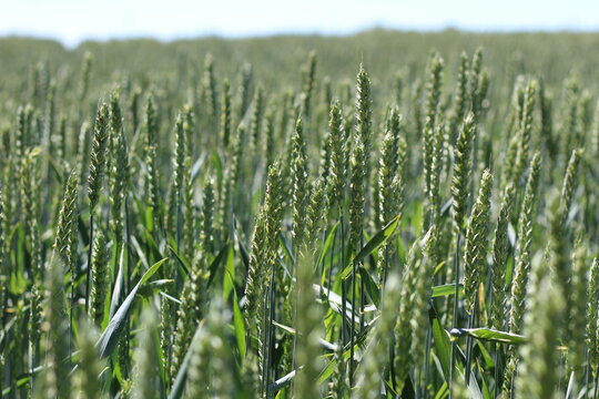 A wheat field on a wonderful day in Germany.