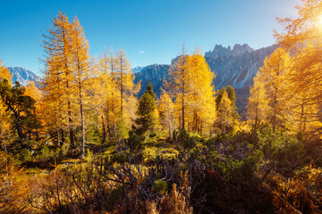 Magical yellow larches glowing in the sunlight. Location place Dolomite Alps, Cortina d'Ampezzo, Italy, Europe.