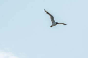 Seagull flying in blue sky