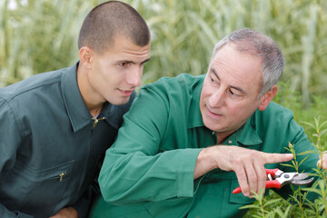 farmer demonstrating harvesting to apprentice