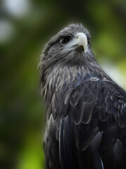 A strong, alert and fast eagle sits on a branch