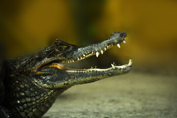 Crocodile head with open mouth