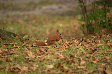 squirrel sits on the grass and eats a nut in autumn
