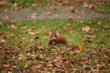 squirrel sits on the grass and eats a nut in autumn
