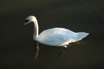 Fototapeta premium Handsome swan floats smoothly on the water surface