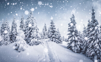 Frozen white spruces on a frosty day. Location Carpathian mountain, Ukraine.