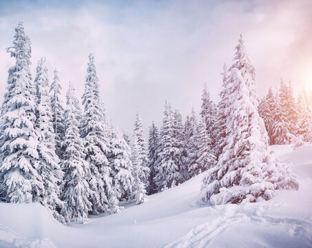 Frozen white spruces on a gloomy day. Location Carpathian mountain, Ukraine.