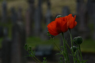 Obraz premium Wild poppies in the graveyard - June - Scotland