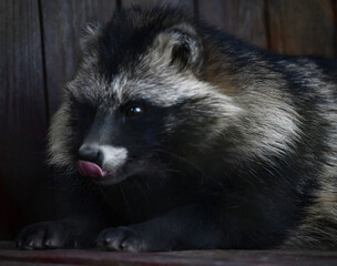 Handsome raccoon licks his nose after a delicious breakfast