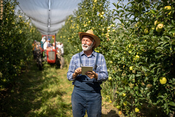 Farmer working on tablet during harvest in orchard