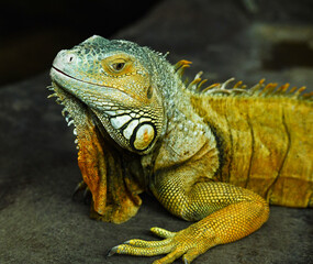 Handsome chameleon raised his head thoughtfully