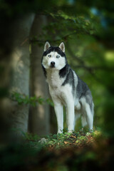 Husky dog with nature background