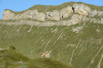 Kühe und Kälber in den Bergen