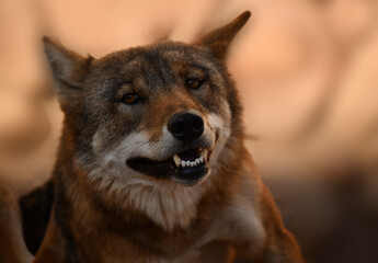 Obraz premium Wolf head front view