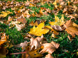 Yellow leaves laying on green grass in the city park under the warm light of the autumn sun. ...