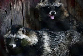 Two other raccoons snuggled up to each other