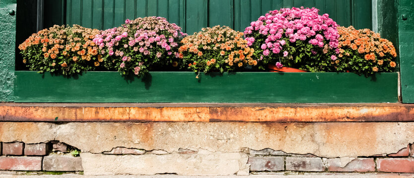 Flower window ledge on a brick wall with rustic green painted background.