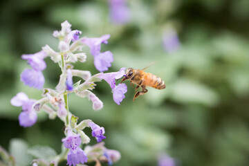 Macro close up of a yellow black bumble bee caught mid air collecting pollen from purple flowers with natural blurred background light bright nature soft pastel