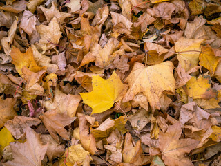 Yellow leaves laying on the ground in the city park under the warm light of the autumn sun. Fallen...