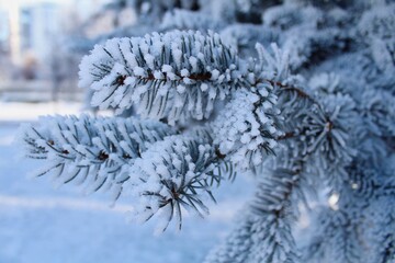 Branches of blue spruce covered with snow on a sunny winter day. Soft bluish snow on spruce needles. Festive Christmas background.