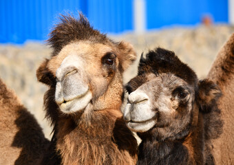 Fototapeta premium Love story. A couple of camels basking in the sun