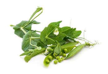 Green peas in shell on the stem.